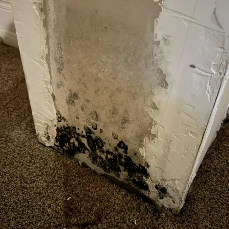 Professional Mold Removal in Zionsville, IN